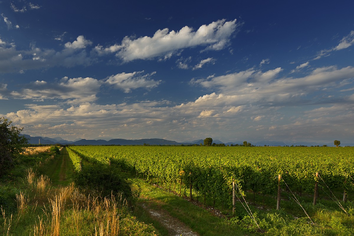 TENUTA-CODROIPO