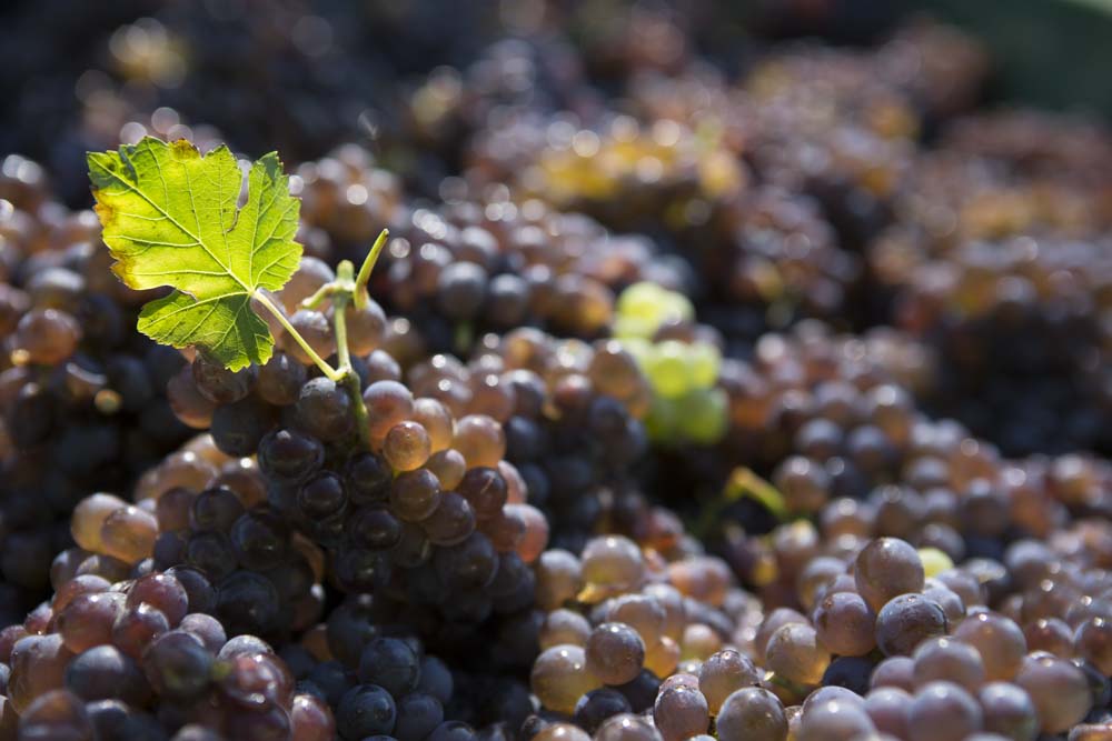 territorio-vendemmia-2-1