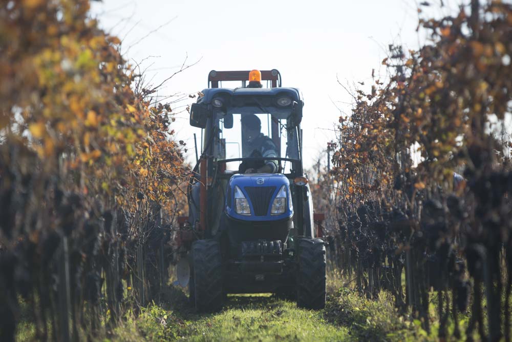 territorio-vendemmia-2-4