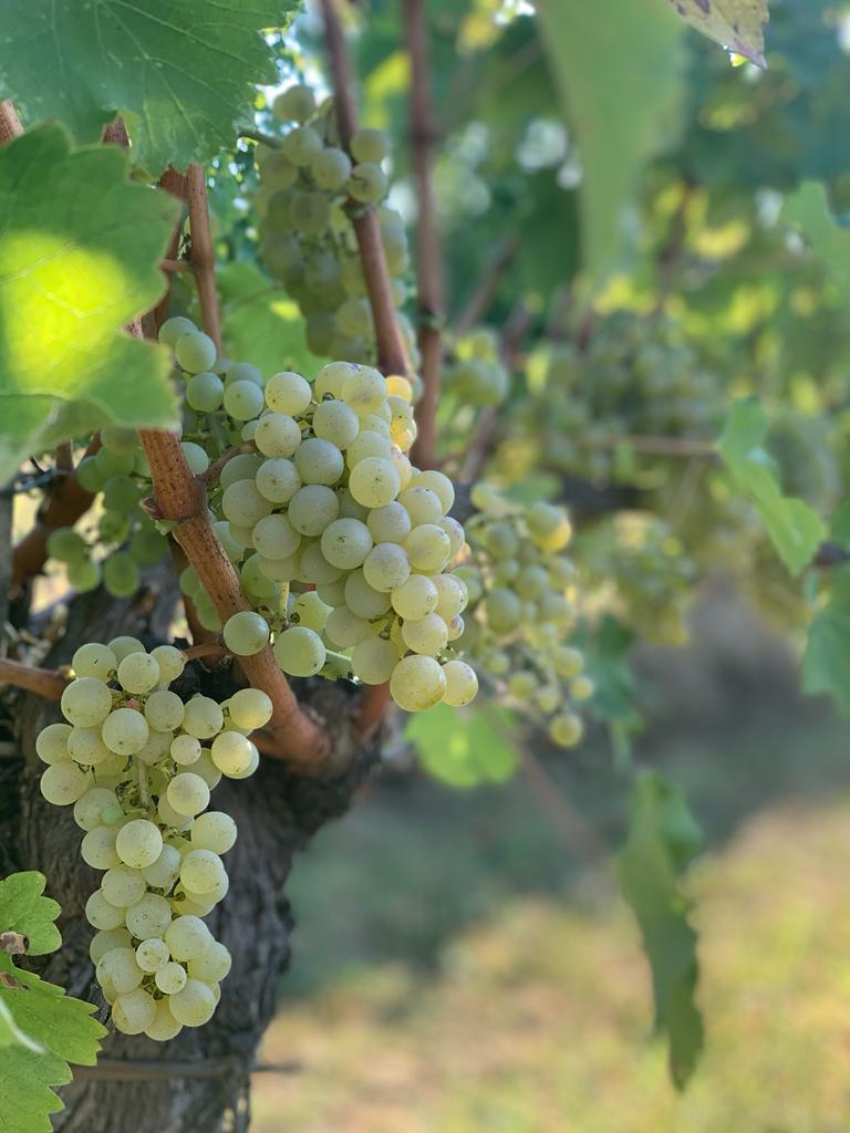 vigneti-Sauvignon-1