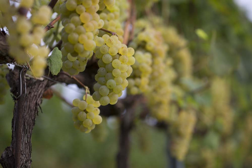 vigneti-chardonnay